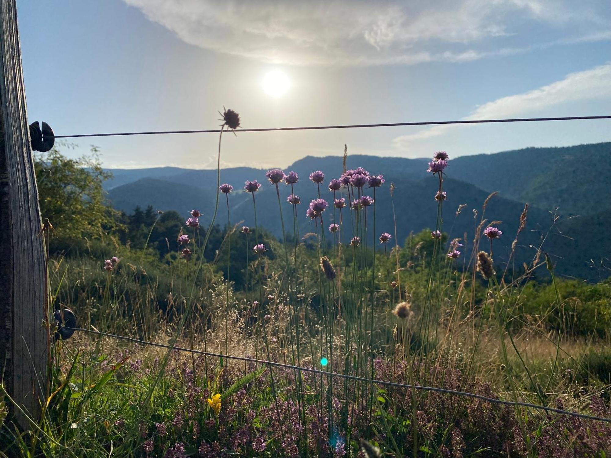 Tiny House De Tempoyrac Villa La Rochette  Dış mekan fotoğraf